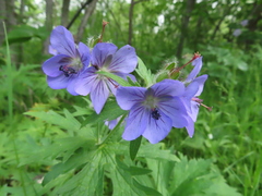 Geranium erianthum