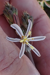 Trachyandra muricata