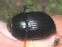Geotrupes
