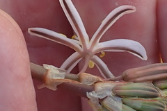 Trachyandra muricata