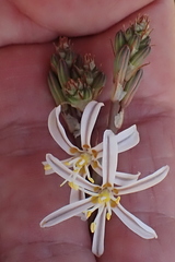 Trachyandra muricata