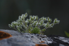 Cerastium comatum