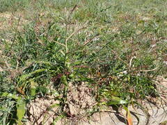 Trachyandra muricata