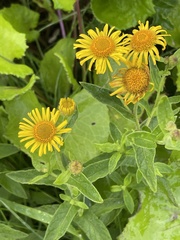 Pulicaria dysenterica