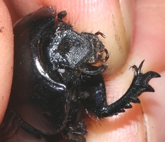 Geotrupes