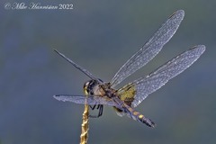 Celithemis martha