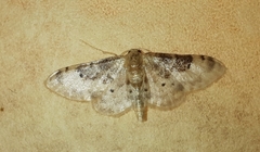 Idaea filicata