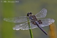 Celithemis martha