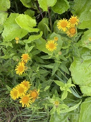Pulicaria dysenterica