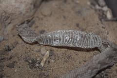 Echis carinatus