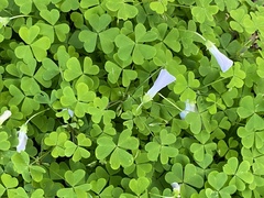 Oxalis incarnata