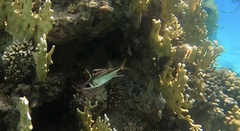 Neoniphon sammara