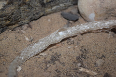 Psammophis schokari