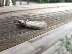 Acanthaclisini