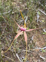 Caladenia pectinata