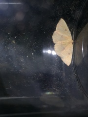 Cyclophora puppillaria