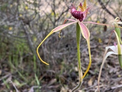 Caladenia pectinata