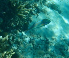 Stethojulis bandanensis