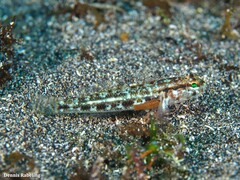 Gobius gasteveni