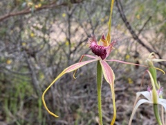 Caladenia pectinata