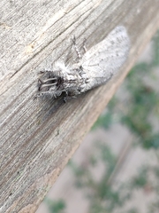Acanthaclisini