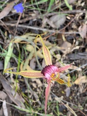 Caladenia pectinata