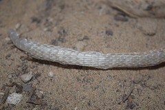 Psammophis schokari