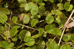 Dichondra repens