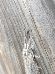 Acanthaclisini