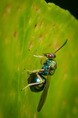 Orasema costaricensis