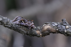 Autographa