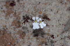 Stylidium edentatum