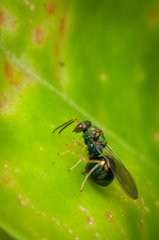 Orasema costaricensis