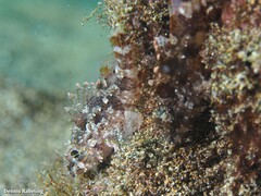 Scorpaena maderensis