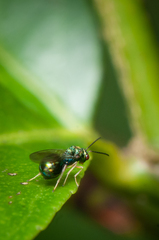 Orasema costaricensis