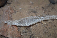 Psammophis schokari