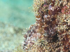 Scorpaena maderensis