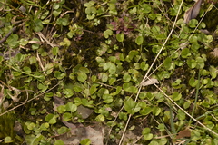 Dichondra repens