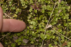 Dichondra repens