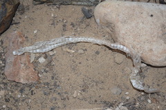 Psammophis schokari