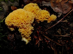Ramaria flava