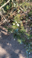 Juniperus oxycedrus