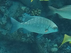 Kyphosus cinerascens