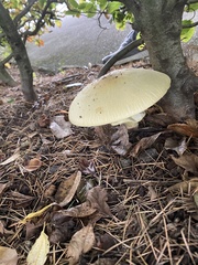 Amanita phalloides
