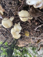 Amanita phalloides