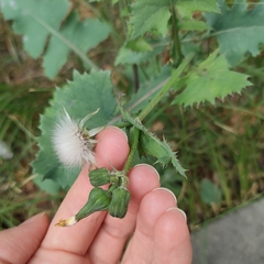 Sonchus oleraceus
