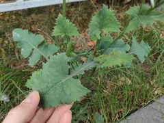 Sonchus oleraceus