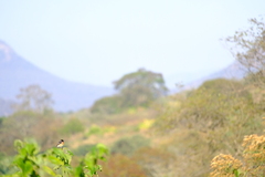 Saxicola torquatus