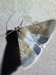 Helicoverpa punctigera