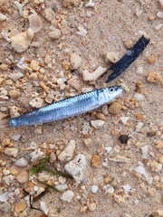 Sardinella